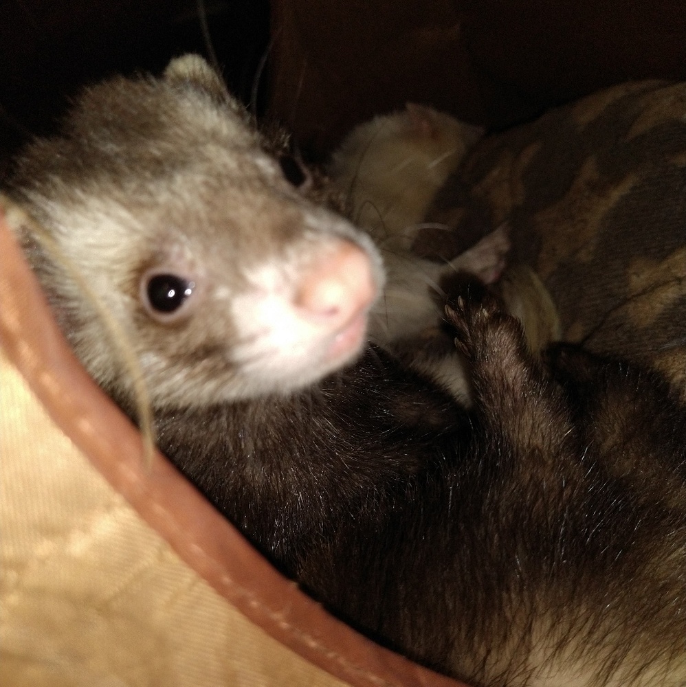 Meet your Posher, Machelle